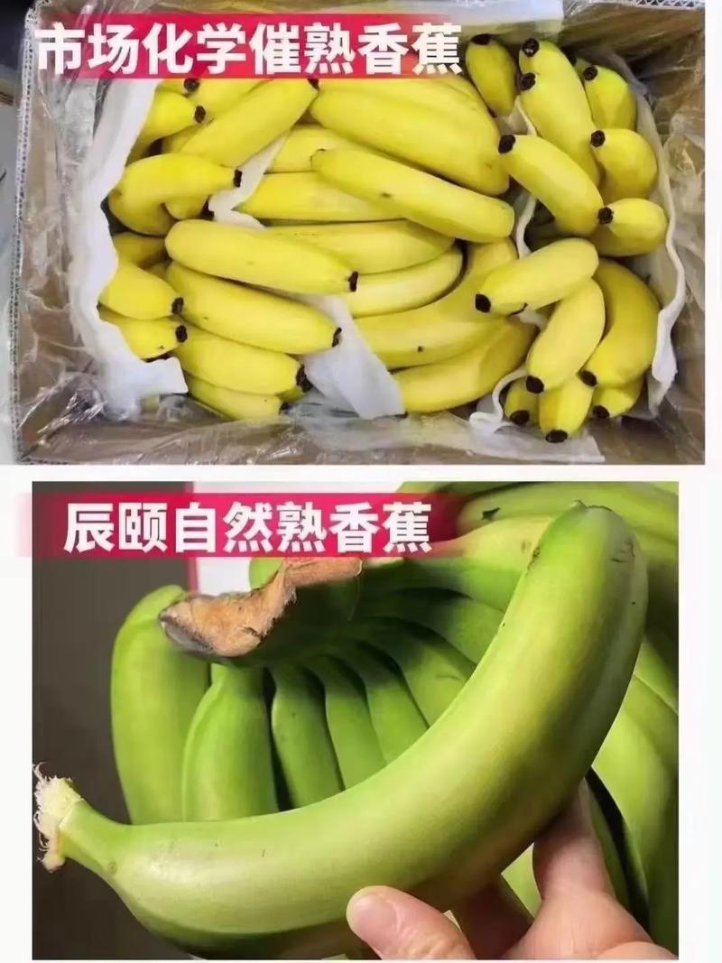 云南威尼斯香蕉转基因（威尼斯香蕉好吃吗）